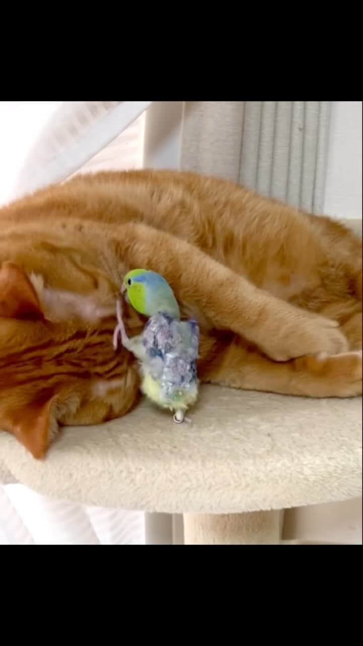 Aww Clubのインスタグラム：「When she is angry but you don’t know why  @chika36kawa  #meowed #cutecat #cats #gingercat #orangecat #parrot」