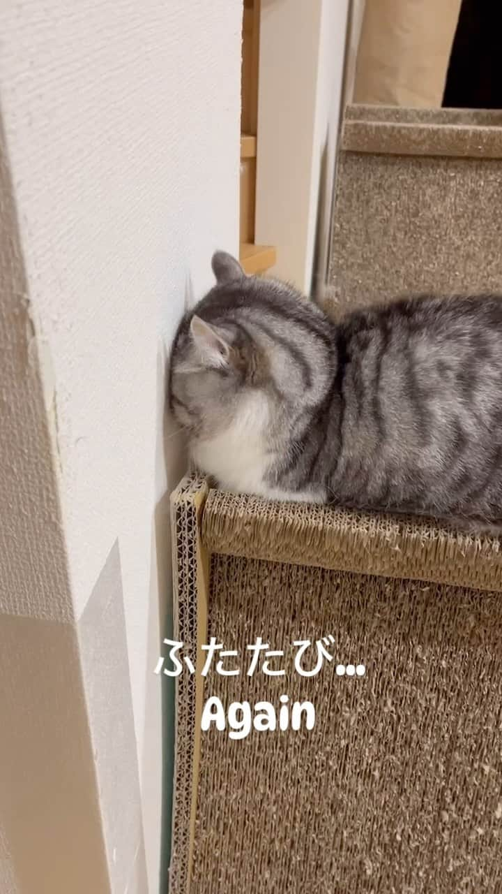 こむぎこまるのインスタグラム：「. . . また変な寝方しとる😽💤 . 途中、笑えます😂 . Komaru is sleeping in a strange pose again.😽💤 Watch till the end. （Not head pressing👌） . . #世界中を心配させたポーズを再び #ごめん寝　 #meowed  #9gagcute  #adorablecat #cutecatsofinstagram  #catsleeping #ヘッドプレッシング　ではない #catstagramcat  #短足マンチカン #sleepingcat」