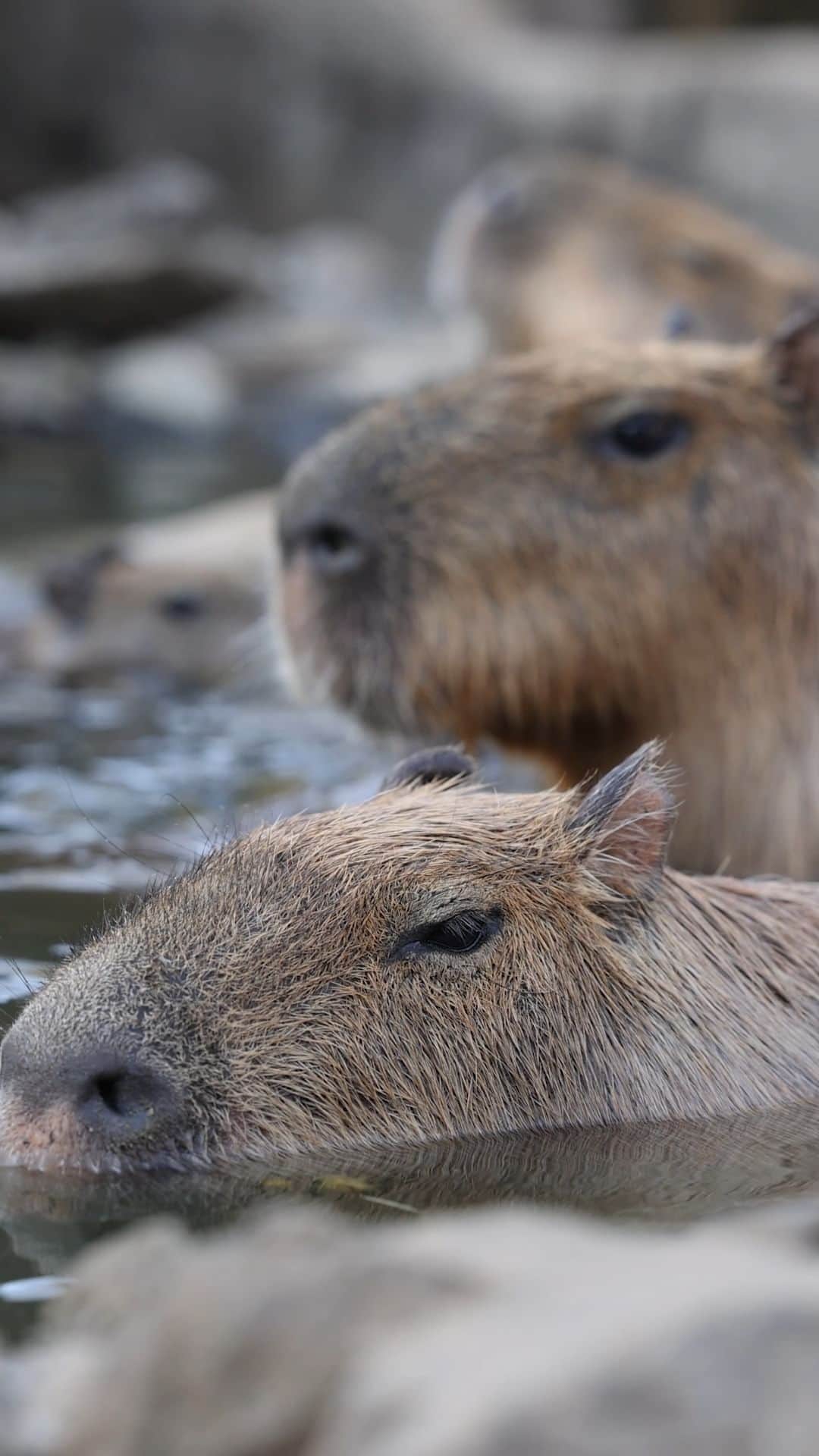 渡辺克仁のインスタグラム：「元祖カピバラ露天風呂。  #カピバラ #水豚 #capybara #伊豆シャボテン動物公園  #可愛い #かわいい #pretty #癒し #風物詩」