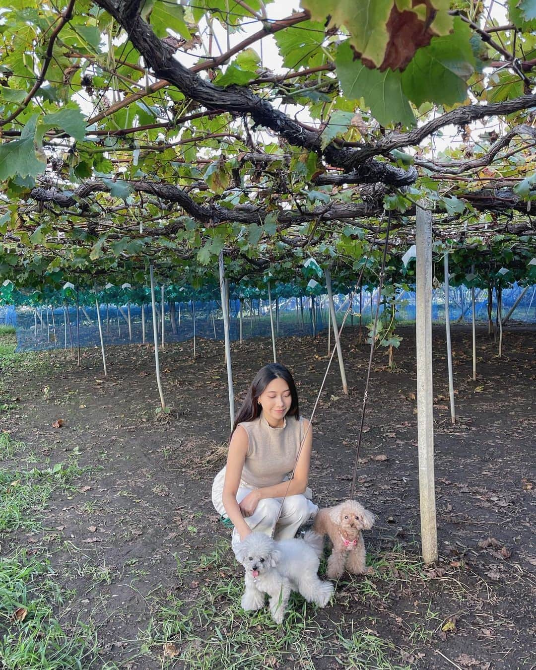 松田和佳さんのインスタグラム写真 - (松田和佳Instagram)「もちろんワンたちも一緒に行きました🐶🐼🖤  ぶどうの木は思ったよりも背が低く、ちょうど目線ほどの高さで色々な種類のぶどうを収穫できて楽しかったな〜😌  #山梨県 #ぶどう狩り #フルーツ #ぶどう #葡萄 #勝沼ぶどう郷」12月8日 21時18分 - waka_matsuda