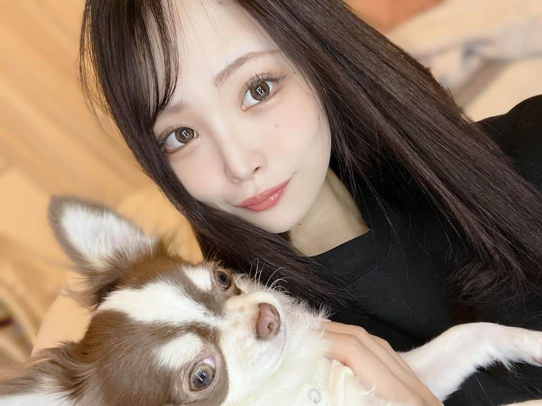 鳥海絢菜さんのインスタグラム写真 - (鳥海絢菜Instagram)「わたしの天使🐶🪽 はぁｶﾜｲｲ ・ ・ ・ ・ ・ ・ ・ #チワワ  #ロングコートチワワ」12月8日 21時37分 - lemchan__