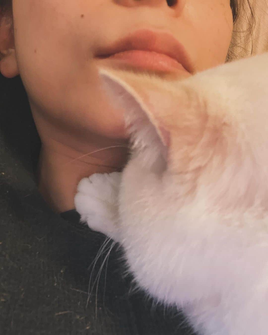 笹倉杏のインスタグラム：「何故か首しかふみふみをしないのだけれど… 1cmの悪意を感じる…w  #猫のいる暮らし #ねこすたぐらむ  #猫スタグラム  #猫好きさんと繋がりたい」