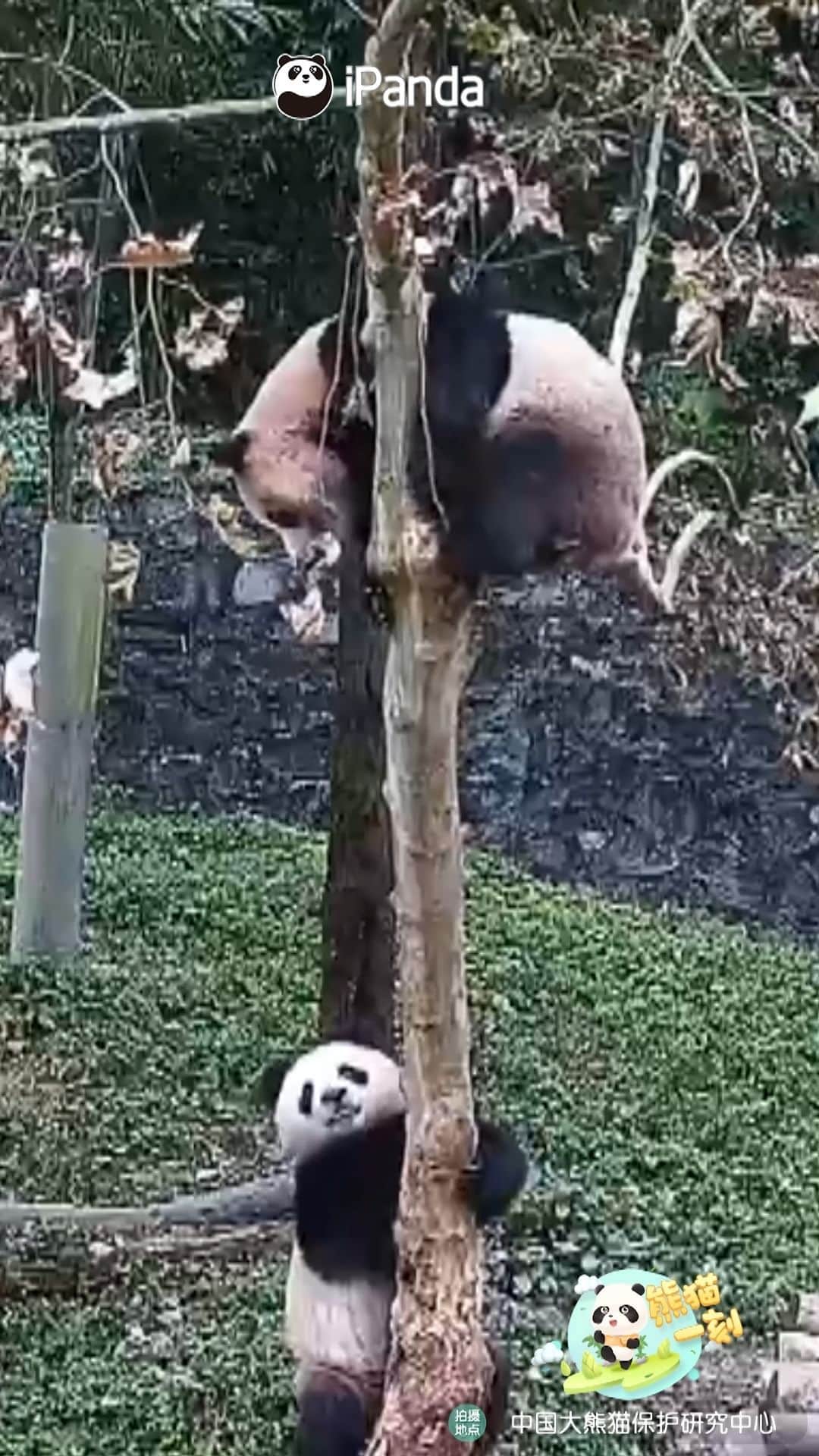 iPandaのインスタグラム：「Mr. Tree just told me he can't hold more pandas. Why don't you find your own tree? (Qing Lu & Qing Lu) 🐼 🐼 🐼 #Panda #iPanda #Cute #HiPanda #CCRCGP #PandaMoment  For more panda information, please check out: https://en.ipanda.com」