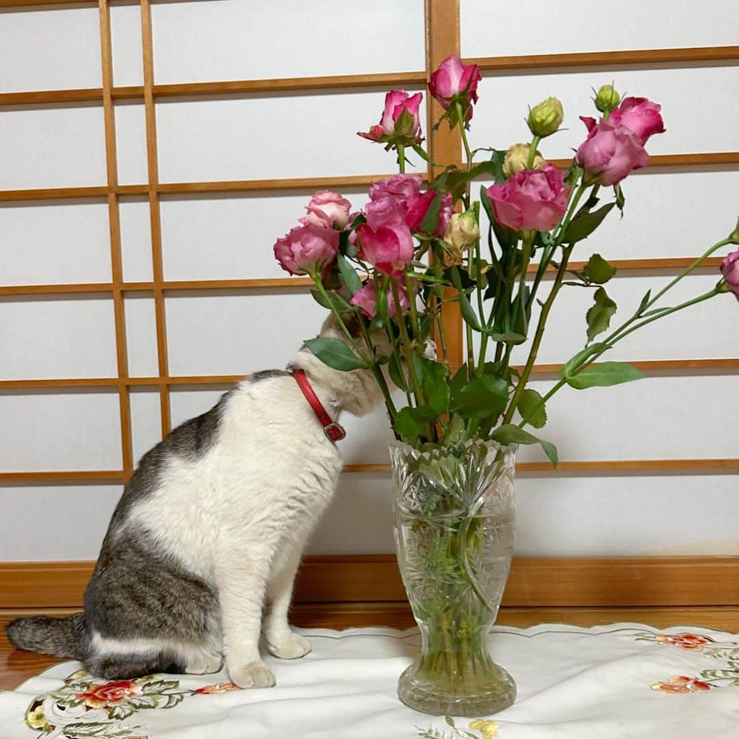 やふさんのインスタグラム写真 - (やふInstagram)「京太おじさんと薔薇 . #cat #neko #catlovers #catsofinstagram #catstagram #instacat #猫 #ねこ #ネコ #保護猫 #京太」12月8日 22時10分 - kyafy