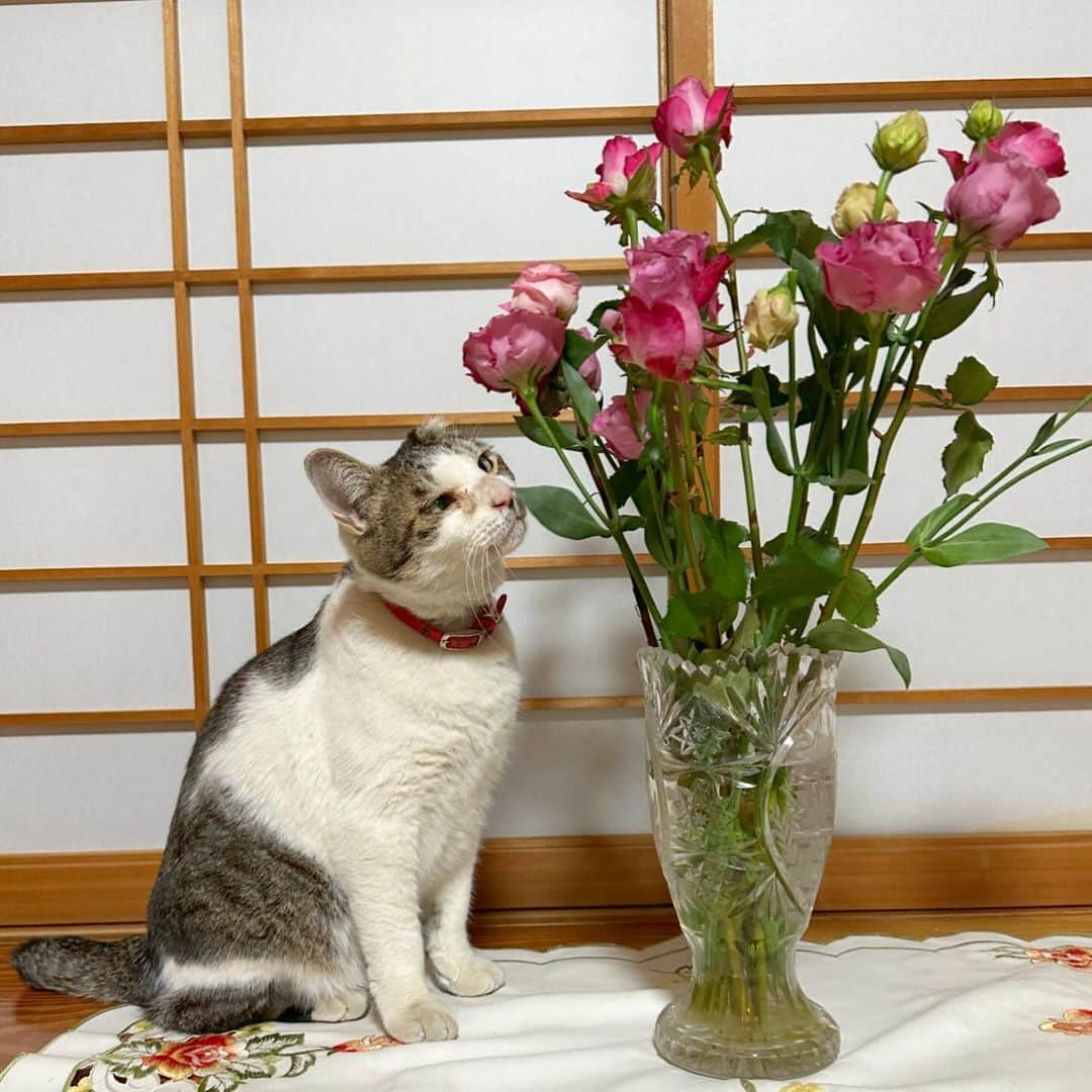 やふさんのインスタグラム写真 - (やふInstagram)「京太おじさんと薔薇 . #cat #neko #catlovers #catsofinstagram #catstagram #instacat #猫 #ねこ #ネコ #保護猫 #京太」12月8日 22時10分 - kyafy