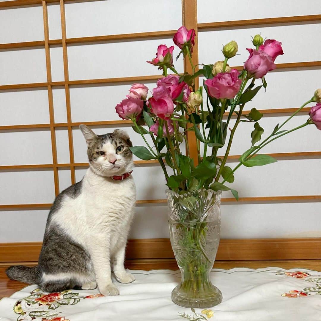 やふのインスタグラム：「京太おじさんと薔薇 . #cat #neko #catlovers #catsofinstagram #catstagram #instacat #猫 #ねこ #ネコ #保護猫 #京太」