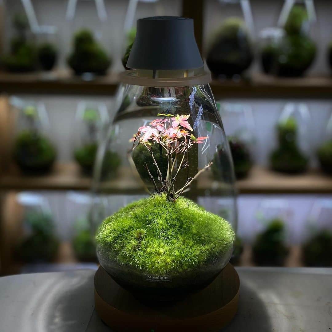 Mosslight-LEDのインスタグラム：「Mosslight   モミジ  #mosslight #モスライト  #terrarium#テラリウム #bonsai#盆栽」