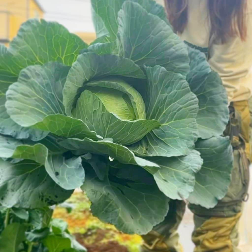 高橋メアリージュンのインスタグラム：「先日畑でキャベツを収穫しました🥬 私はただ植えただけでキャベツが自然の力で育ってくれました。 自然の力ってすごいなー🌍  オールオーガニック体に優しく美味しいロールキャベツ作りたいなー^ ^  #organic #organicfarm #organicvegetables」