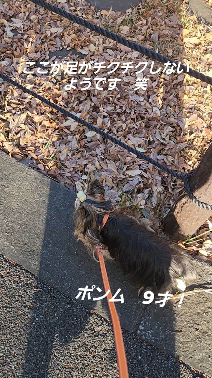 武東由美のインスタグラム：「ポンムは足がチクチクしないところを見つけてお散歩します　笑  久々にゆっくり...  #武東由美 #モト冬樹 #ヨークシャーテリア9才女の子 #ヨークシャーテリア #お散歩苦手犬 #お散歩苦手」