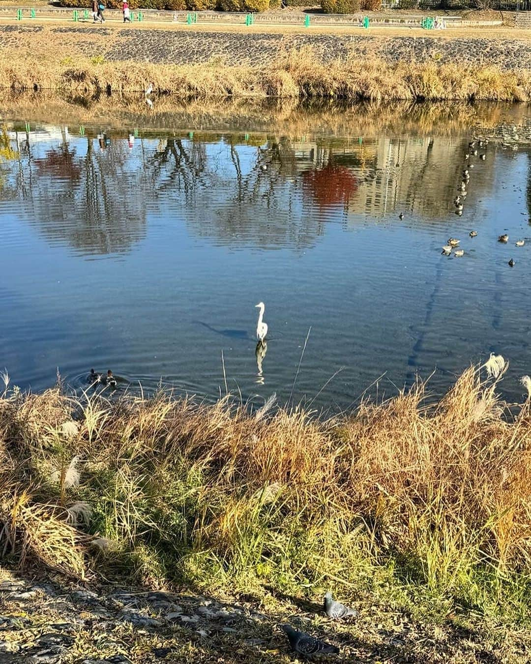 市川海老蔵 （11代目）さんのインスタグラム写真 - (市川海老蔵 （11代目）Instagram)「* Taking a walk, Kangen’s in the room  お散歩 勸玄はお部屋なり、  #市川團十郎白猿 #市川海老蔵 #海老蔵  #市川新之助 #成田屋 #歌舞伎 #成長記録 #子育てぐらむ #子供のいる暮らし #子どものいる暮らし #子育て日記 #三千世界 #children #childphotography #daughter #son #ABKAI #ABMORI #ebizoichikawa #ebizo #kabuki #thunderparty #theater #theaterarts #actor #japan #classic」12月8日 15時20分 - ebizoichikawa.ebizoichikawa