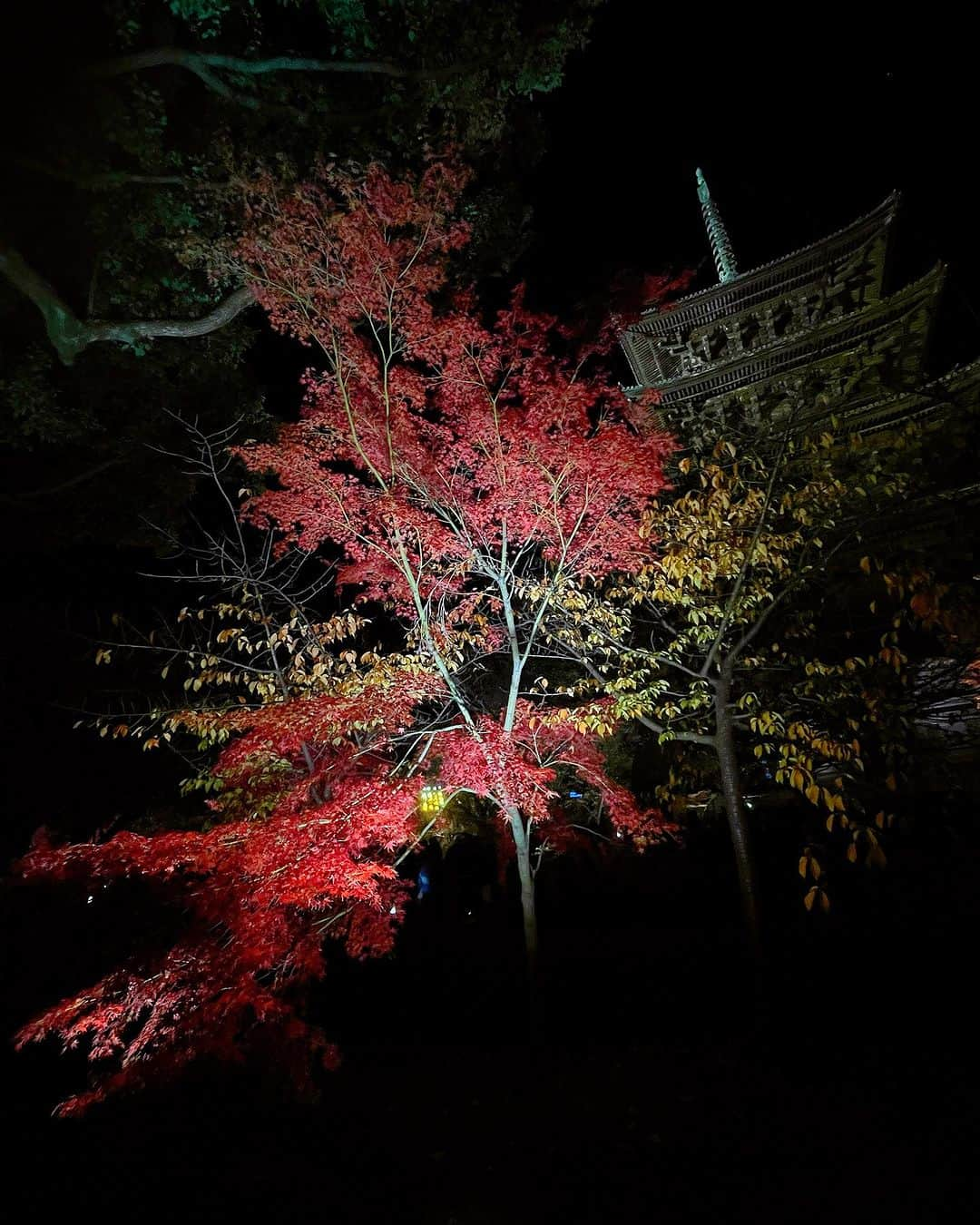 百合華さんのインスタグラム写真 - (百合華Instagram)「世界遺産京都東寺の紅葉ライトアップ＆夜間特別拝観タイム🍁🍁🍁  #worldheritagejapan   #世界遺産真言宗総本山東寺   広い境内では色鮮やかな沢山のもみじ達がライトアップされていて芸術的な秋の風景を愉しむ事が出来ました✨  #夜間特別拝観ライトアップ  五重塔＆紅葉がお堀に映し出されとっても神秘的な空間に大感動で御座いました🧚💕  #神秘的で幻想的なスポット   重要文化財なお堂には国宝級な沢山の仏像が鎮座なされ荘厳で神々しい雰囲気に古都京都の歴史深さを感じました💖  #歴史的建造物にロマンを感じる系女子   #japan #日本 #kyoto  #京都 #五重塔 #京都東寺 #歴史的景観  #世界遺産巡り #お堀に映る紅葉  #紅葉ライトアップ #五重塔ライトアップ  #京都紅葉ライトアップ  #風情溢れる夜の美観地区  #世界遺産はやっぱりすごい」12月8日 15時22分 - yurika.lovelily