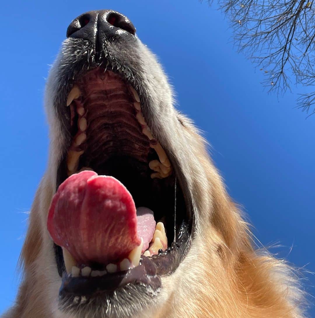 ikumiのインスタグラム：「* * 12/8/2023☀️ . 今日も気持ち良い青空です。 お散歩中も大きなあくび。 * * #viviとohanaのいる暮らし2023#多頭飼い#goldenretriever#ゴールデンレトリバー#大型犬のいる暮らし」