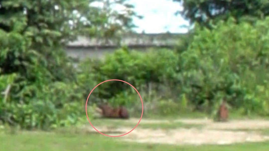 渡辺克仁さんのインスタグラム写真 - (渡辺克仁Instagram)「昨日の夜に投稿したGooglemapで野生のカピバラを見つけた写真。  分かりにくいので目印を付けてみました。  #カピバラ #水豚 #capybara #パンタナール #野生動物」12月8日 16時12分 - katsuhito.watanabe