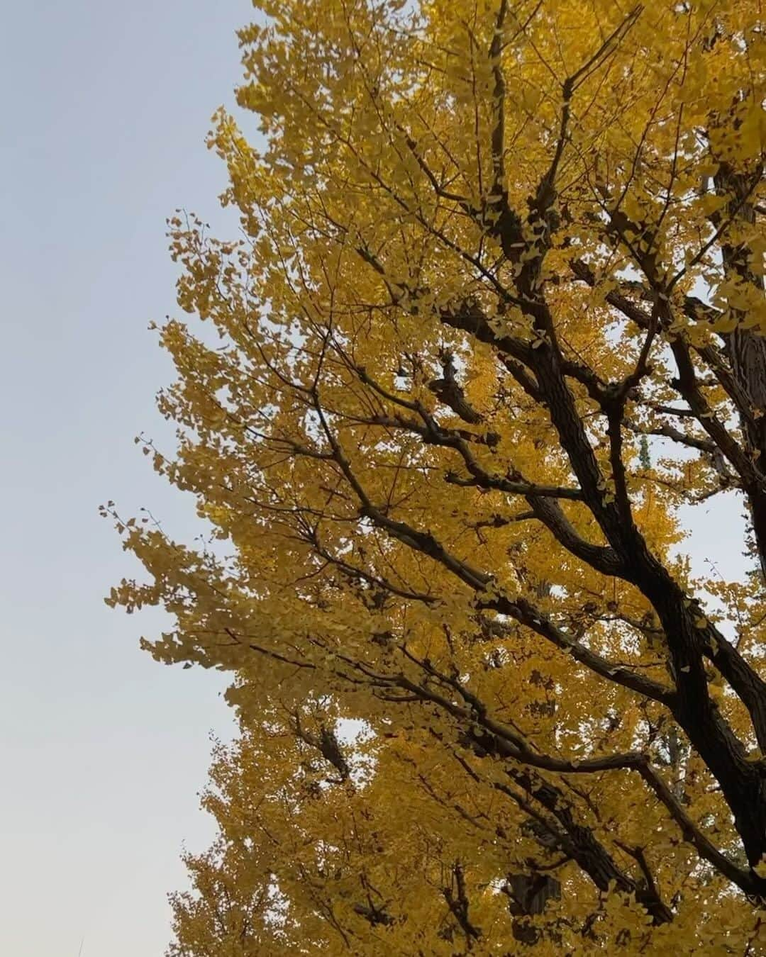 舞雛かのんのインスタグラム：「🌬💛  今年は紅葉がゆっくり進んでいたから、 グラデーションを楽しめて贅沢気分だったなぁ✨」