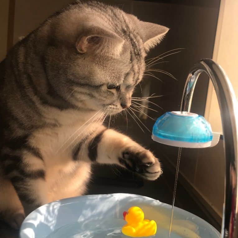 アイペット ペットスナップキャンペーンさんのインスタグラム写真 - (アイペット ペットスナップキャンペーンInstagram)「「うちの子フォトコンテスト2023」の入賞作品をご紹介✨ ""うちの子""のかわいさに目が離せません👀💛 📅エキゾチックアニマルのカレンダーモデル賞7月と8月から トカゲのりつ ちゃん ハムスターのじゃがりこ　さらだあじ ちゃん 📅カレンダーモデル賞8月から 犬のおこと ちゃん 猫のロイくん ちゃん  #うちの子フォトコンテスト2023　#アイペット　#ipet #ふわもこ部　 #わんすたぐらむ　 #にゃんすたぐらむ #エキゾチックアニマル」12月8日 17時00分 - ipet__ins