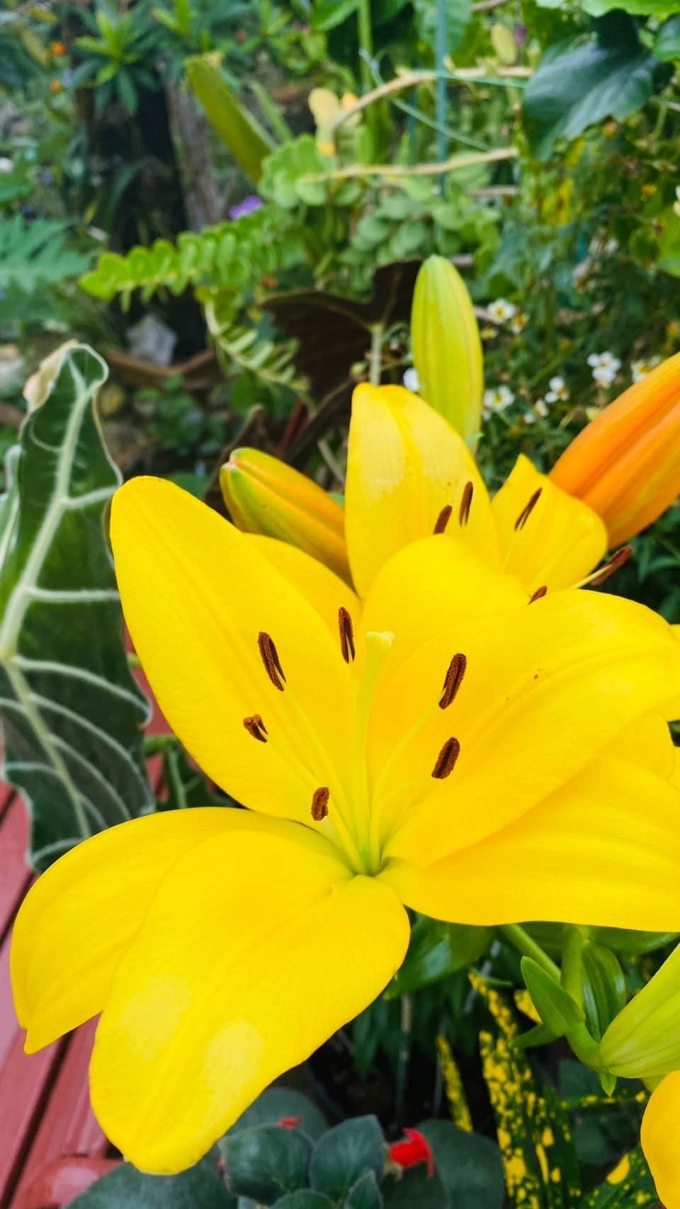 おきなわLikesのインスタグラム：「南城市でご自宅のお庭を公開してくれる イベントがあるんです👀🌷  最初見つけたとき、 え？どういうこと？っ思ったんですけど 本当にそのままでした！！！笑 ○○さんちのお庭におじゃま出来るんです🤭💗 でもお庭付近にはのぼりがたくさんあってわかりやすく、駐車場もありました！安心！！  和風、洋風、ナチュラルなどなど ご家庭それぞれにこだわりポイントがあって、 音楽をかけていたり、お客さんとゆんたくしていたりと 緑いっぱいの中であたたかい時間が流れていました😌🌿🌼  このお花はなんですか〜など聞いていたら、 クロヨナの木は本当は秋に満開になって 今ごろ紫の花の絨毯ができてるはずなのに、 今年は台風の影響で狂い咲きしてしまって今は葉っぱだけ…というお話も聞かせてくれました。  自然も大きく影響しながら、 それでも丁寧にお手入れされたお庭は、 それぞれ家主さんのこだわりが感じられました💚  訪問した日はお天気はあいにくでしたが、 逆に植物はイキイキしていてまた素敵でしたよ✨ この時期の沖縄は曇りや雨が多いけど、 植物にとっては嬉しい季節ですね〜🌈  春と秋の年2回開催しているようなので、 春は違った植物でのお庭が見れるのかなと思うと またぜひ行ってみたいですね🌷🌸  東京の実家は祖母がいつもお庭にこだわってたな〜 と思い出して懐かしい気持ちになりました🌷 素敵なお庭たちに影響されてお家にお花を飾ったともみんでした😊💐  ------------------------------------------------ 🪴南城市オープンガーデン🪴 期間:2023年12月1日(金)〜12月10日(日) 時間:10:00〜17:00 料金:500円 ※開催期間中いつでも見学可 💡南城市観光協会のアカウントに詳細載ってます💡 @nanjotourism  -------------------------------------------------  ✜ 𖣯 ✜ 𖣯 ✜ 𖣯 ✜ 𖣯 ✜ 𖣯 ✜ 𖣯 ✜ 𖣯 ✜ 𖣯 ✜ ⁡ 沖縄のこと、「ちょっと好き」から「もっと好き」に。 ⁡ フォローしてね🌺 @okinawa_likes ⁡ ✜ 𖣯 ✜ 𖣯 ✜ 𖣯 ✜ 𖣯 ✜ 𖣯 ✜ 𖣯 ✜ 𖣯 ✜ 𖣯 ✜ #おきなわLikes #沖縄 #沖縄観光 #沖縄旅行 #沖縄好きな人と繋がりたい #okinawa #オープンガーデン #ガーデニング #園芸 #植物のある暮らし #gardening #flowers #南城市」