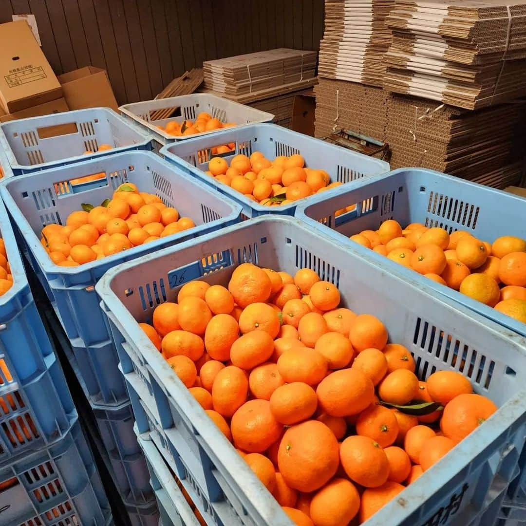 酒井貴浩のインスタグラム：「毎年この時期になるとお願いしている田村農園さんのみかん🍊  今年も素敵なお写真ありがとうございます。  田村農園さんのみかんは島みかんなのです。  まだ一度もお伺いもご挨拶も出来てませんがいつか直接お礼をお伝えします！  愛媛といえばみかんでしょ💪  田村農園 愛媛県松山市畑里933  #愛媛県 #松山市 #田村農園  #みかん #酒井貴浩 #愛媛といえばみかん」