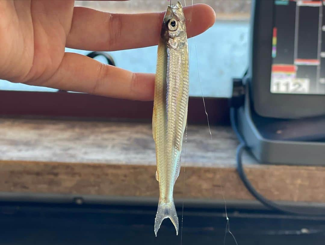 晴山由梨さんのインスタグラム写真 - (晴山由梨Instagram)「山中湖でワカサギ釣り🐟  サイズのいいワカサギが多く、 2匹3匹と掛かると重量感たっぷり♪  ドーム船でぽかぽか釣りができるのも この時期嬉しいです💛  詳しくは12月16日発売のスポーツ報知で👍  #山中湖 #ワカサギ釣り #富士山」12月8日 17時36分 - hareyama_yuri