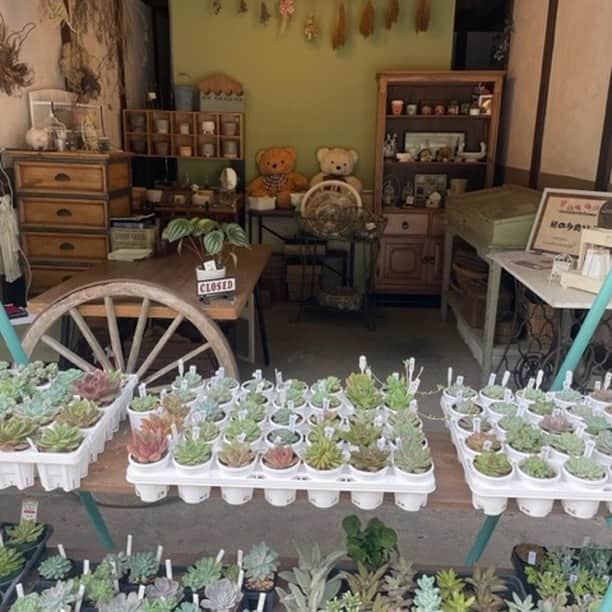 EINSHOP／アインショップさんのインスタグラム写真 - (EINSHOP／アインショップInstagram)「【朝市／日岡山公園第１駐車場前】12/9（土）9時から14時まで ◎出店情報  ＜ワークショップ、ハンドメイド雑貨のお店＞ ■井上進木工所／手作りの木の恐竜 ■terra(テッラ)／革小物、革bag、アクセサリー ■Happy's antenna／ハンドメイド小物 手編み ドライフラワー、バルーン ■GROOVY／ハワイアンジュエリー、ハンドメイドアクセサリー、キッズイヤリングのWS ■haos yard bloom／ドライフラワーアレンジメント ■多肉植物とガーデン雑貨 Oniwa.／多肉植物の寄せ植えWS ■心月／苔テラリウム・流木art、新鮮野菜『大根・さつまいも・白菜など』 ■結の多肉びより／多肉植物 花苗 ガーデン雑貨 ■すこやかカイロプラクティック院／姿勢チェック＋骨盤調整の体験  ※販売商品の内容は変わる場合がございます ※出店者は増減する場合があります ※雨天中止です  ・日時：12/9（土）9:00－14:00 ・会場：日岡山公園第１駐車場前 　〒675-0061 加古川市加古川町大野1682 ※無料駐車場・トイレあり ※公園内で犬の散歩をされる場合は、フンの始末は飼い主様の責任でお願いします。  #foodmarket #フードマーケット #青果 #オンザヒル #暮らし #アウトドア #イベント #オープンデパート #オープンデパート朝市 #ペットOK #加古川朝市 #roomette #ムサシ朝市 #ウェルネス #634朝市 #asaichi #マルシェ #朝市 #加古川ウェルネスパーク #日岡山第１駐車場 #あじさいフローラみき #河川敷朝市 #日岡山グラウンド #チェントクオーレハリマ #SAVEKAKOGAWAFES #SKF #スラックライン #ドッグスクール #eBIKE」12月8日 17時58分 - 634asaichi