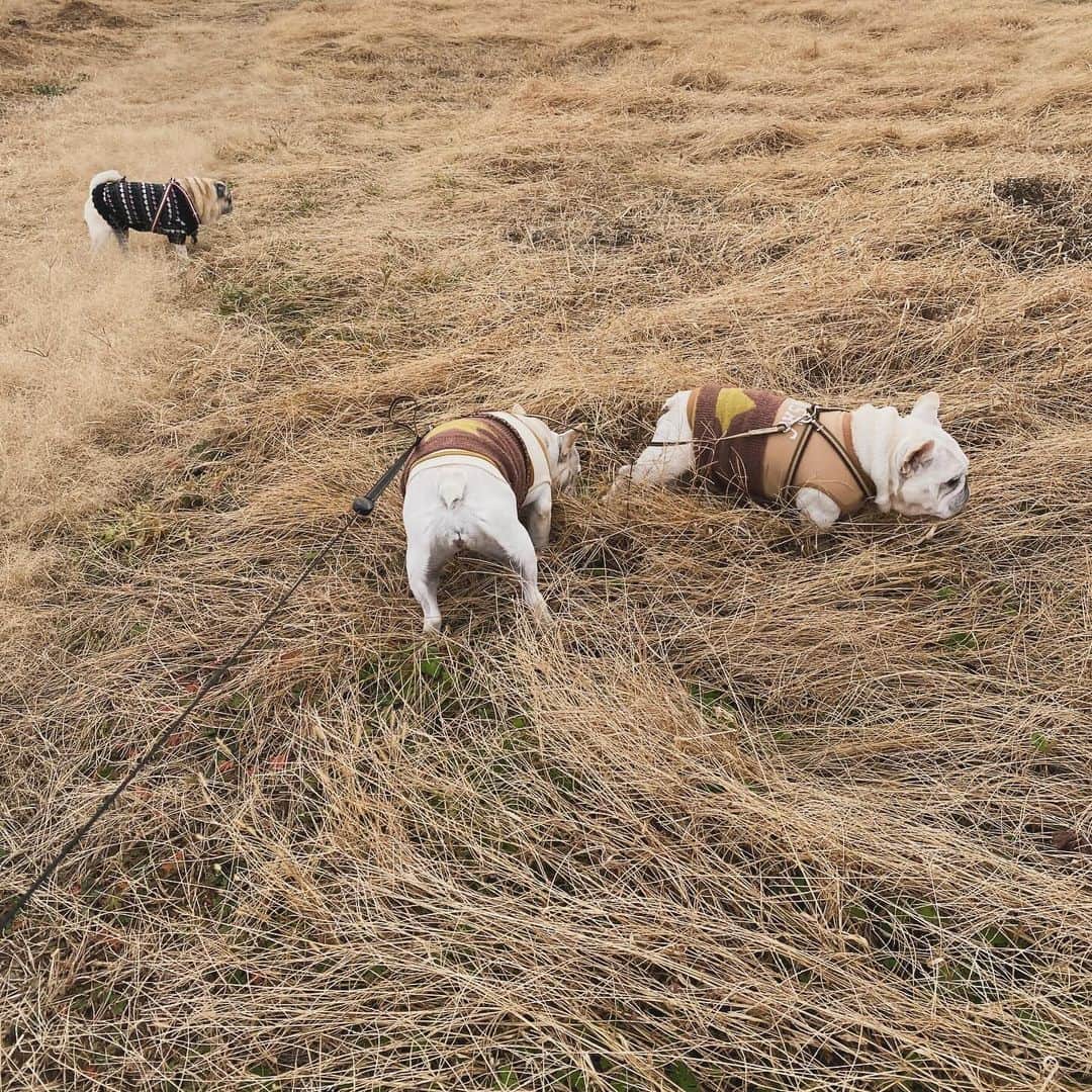 ひぐちにちほさんのインスタグラム写真 - (ひぐちにちほInstagram)「今日の散歩！  #pug #frenchbulldog #ひぐち猫 #ひぐちお茶目 #ひぐちことぶき #ひぐち万平」12月8日 18時04分 - higu_nichi