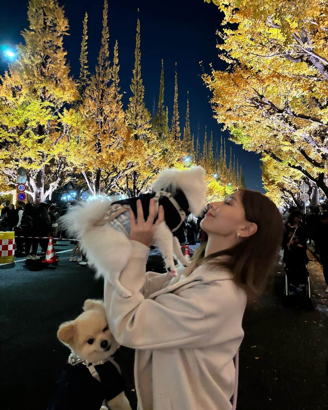 airiさんのインスタグラム写真 - (airiInstagram)「⁡ 無表情のぴの、笑顔のウモ、困り顔のクム みんなバラバラ♡個性豊かでかわいい♡ 1枚目露骨に特徴がでてる写真になった😂 ⁡ 昼と夜のイチョウ並木どっちも綺麗🤎🤎 ⁡ #いぬすたぐらむ #いぬのいる暮らし  #いぬのいる生活 #犬のいる暮らし  #犬のいる生活 #愛犬家 #愛犬 #ポメ #ミニチュアダックスフンド #多頭飼い  #ミニチュアダックス #ポメラニアン  #犬とお出かけ #ポメラニアンパピー #ポメラニアン子犬 #子犬 #パピー #イチョウ並木 #いちょう並木 #紅葉 #神宮外苑いちょう並木 #犬と紅葉」12月8日 18時26分 - airigram131