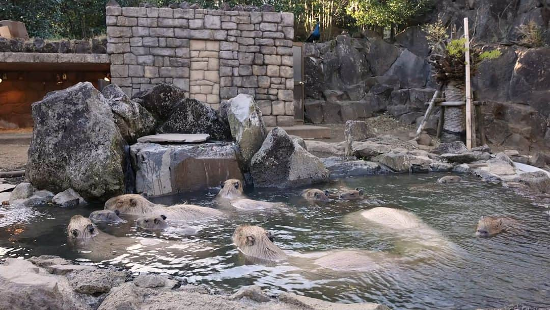 渡辺克仁のインスタグラム：「御風呂の中で仔カピは落ち着かない。  #カピバラ #水豚 #capybara #伊豆シャボテン動物公園」