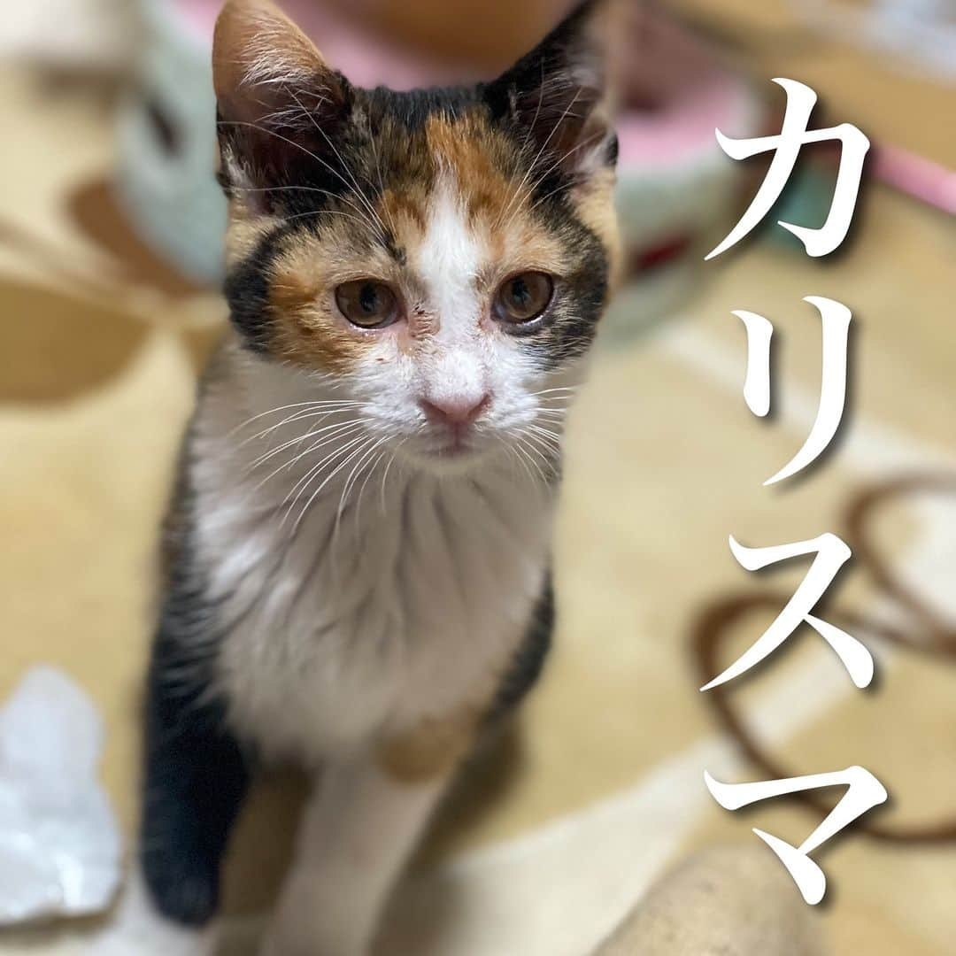 猫カフェきぶん屋のインスタグラム