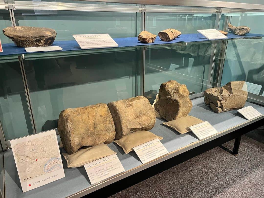 重盛赳男さんのインスタグラム写真 - (重盛赳男Instagram)「トリケラトプス拳🦖  きょうの「NBSみんなの信州」では、化石や恐竜を地域の新たな目玉に！と盛り上がる、長野市信州新町を特集。 リニューアルされた化石博物館を取材しました！  クジラの化石が出土し、元々「化石熱」の高い地域。 博物館は、発掘調査に関する展示などが新設されて、地域の化石にまつわる情報を分かりやすく学べます🐳 あすから一般公開です！  #長野放送 #NBSみんなの信州 #みんなの信州 #長野市 #信州新町 #信州新町化石博物館 #重盛赳男 #この惑星史上最強の突進力に学ぶ #アナウンサー #キャスター」12月8日 19時49分 - shigemoritakeo