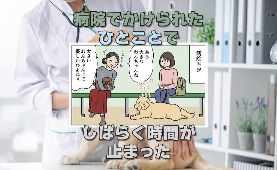 餅付きなこのインスタグラム：「大型犬を連れていると、よくこのように声をかけていただくことがあります。  アーティと一緒に暮らしていた時は、特に晩年はこう言っていただくことが多くて、もちろん好意的にとらえてとてもありがたく思っていました☺️♡  でもこのまんがの当時は、アイビーがまだまだパピー感いっぱいのハイパー暴れん坊のしかも反抗期な時で、病院でも大暴れのヘトヘトになっていた時だったので、優しさ…？という言葉にちょっとゲシュタルト崩壊的な感覚に襲われたのでした⭐️  今ではあの頃より多少なりとも落ち着いたアイビー。 毎日いっぱいの優しさ可愛さをもらっています♡  まぁ大きいか小さいかに関わらず、わんこはみんな優しさで溢れてますよね☺️」