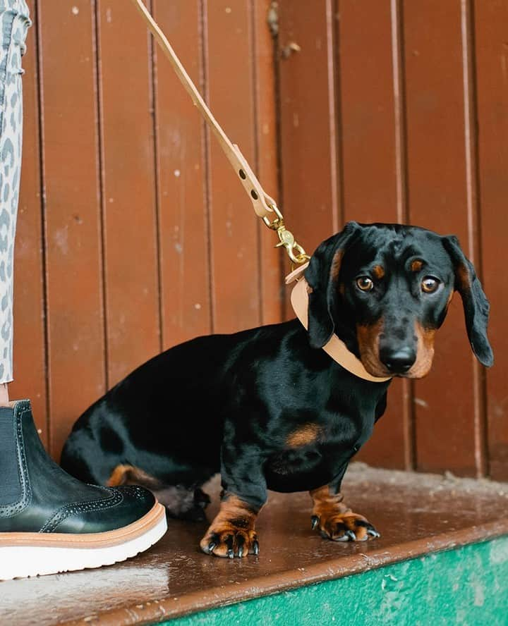 グレンソンさんのインスタグラム写真 - (グレンソンInstagram)「Don't forget about your furry friend this holiday season. Here are some very well behaved Grenson friends wearing their Grenson collars and leads. Shop all Dog accessories online..⁠ ⁠ ⁠ ⁠ #dog #dogs #puppy #puppies #grensondogaccessories #grensondogs」12月8日 20時00分 - grensonshoes