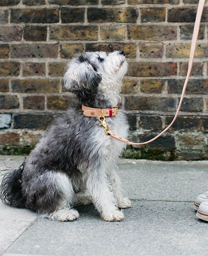 グレンソンさんのインスタグラム写真 - (グレンソンInstagram)「Don't forget about your furry friend this holiday season. Here are some very well behaved Grenson friends wearing their Grenson collars and leads. Shop all Dog accessories online..⁠ ⁠ ⁠ ⁠ #dog #dogs #puppy #puppies #grensondogaccessories #grensondogs」12月8日 20時00分 - grensonshoes