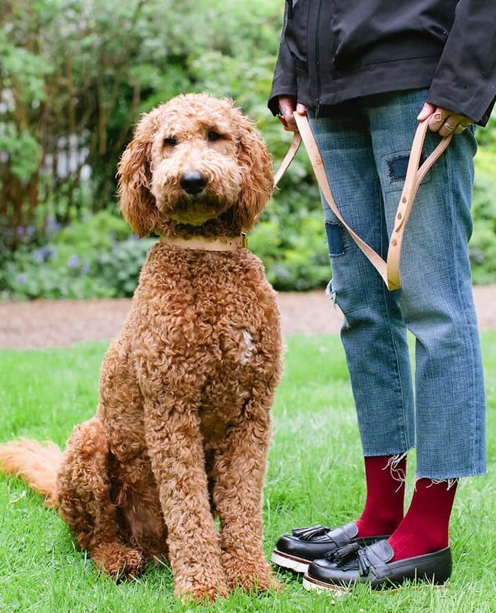 グレンソンさんのインスタグラム写真 - (グレンソンInstagram)「Don't forget about your furry friend this holiday season. Here are some very well behaved Grenson friends wearing their Grenson collars and leads. Shop all Dog accessories online..⁠ ⁠ ⁠ ⁠ #dog #dogs #puppy #puppies #grensondogaccessories #grensondogs」12月8日 20時00分 - grensonshoes