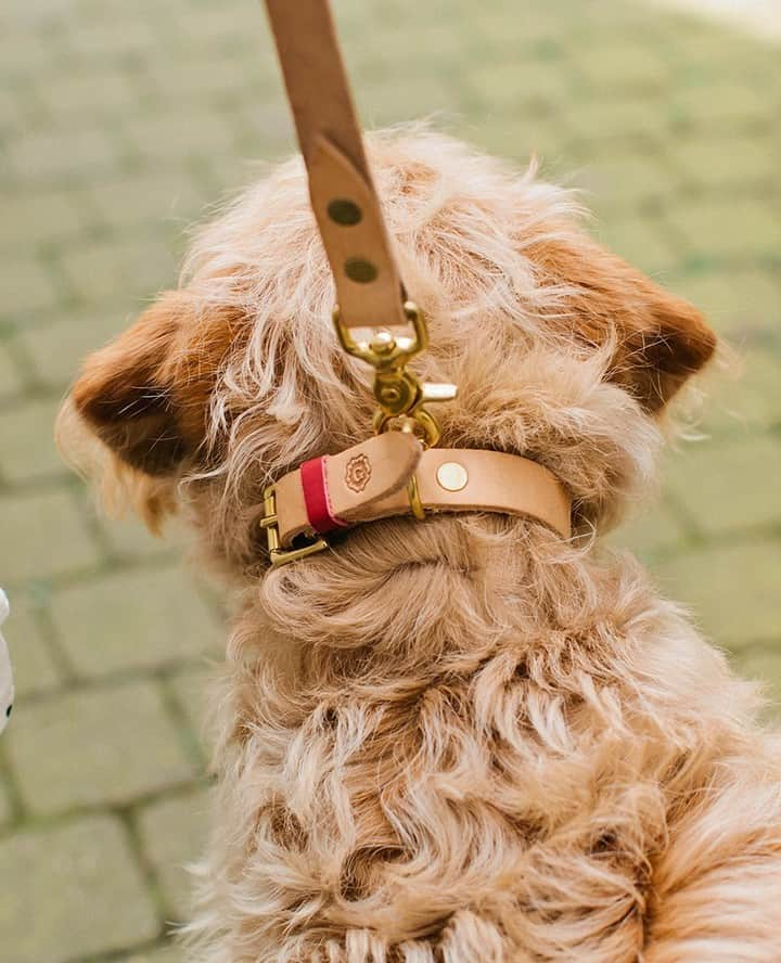 グレンソンさんのインスタグラム写真 - (グレンソンInstagram)「Don't forget about your furry friend this holiday season. Here are some very well behaved Grenson friends wearing their Grenson collars and leads. Shop all Dog accessories online..⁠ ⁠ ⁠ ⁠ #dog #dogs #puppy #puppies #grensondogaccessories #grensondogs」12月8日 20時00分 - grensonshoes