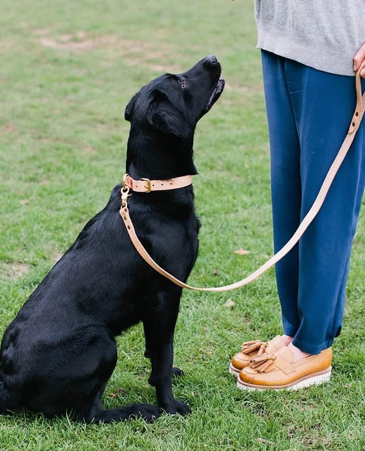 グレンソンさんのインスタグラム写真 - (グレンソンInstagram)「Don't forget about your furry friend this holiday season. Here are some very well behaved Grenson friends wearing their Grenson collars and leads. Shop all Dog accessories online..⁠ ⁠ ⁠ ⁠ #dog #dogs #puppy #puppies #grensondogaccessories #grensondogs」12月8日 20時00分 - grensonshoes