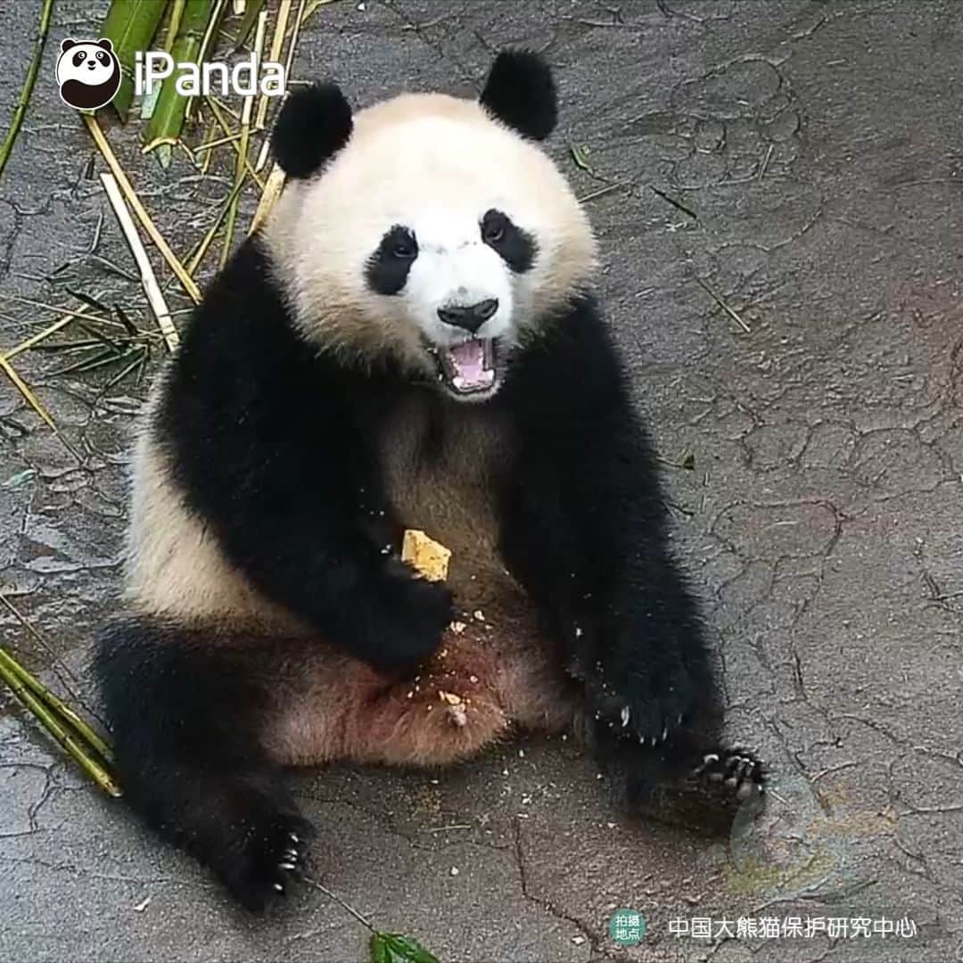 iPandaのインスタグラム：「Holding the tasty steamed panda bread, I just don't remember what table manners are. (Qing Hua) 🐼 🐼 🐼 #Panda #iPanda #Cute #HiPanda #CCRCGP #PandaTime  For more panda information, please check out: https://en.ipanda.com」