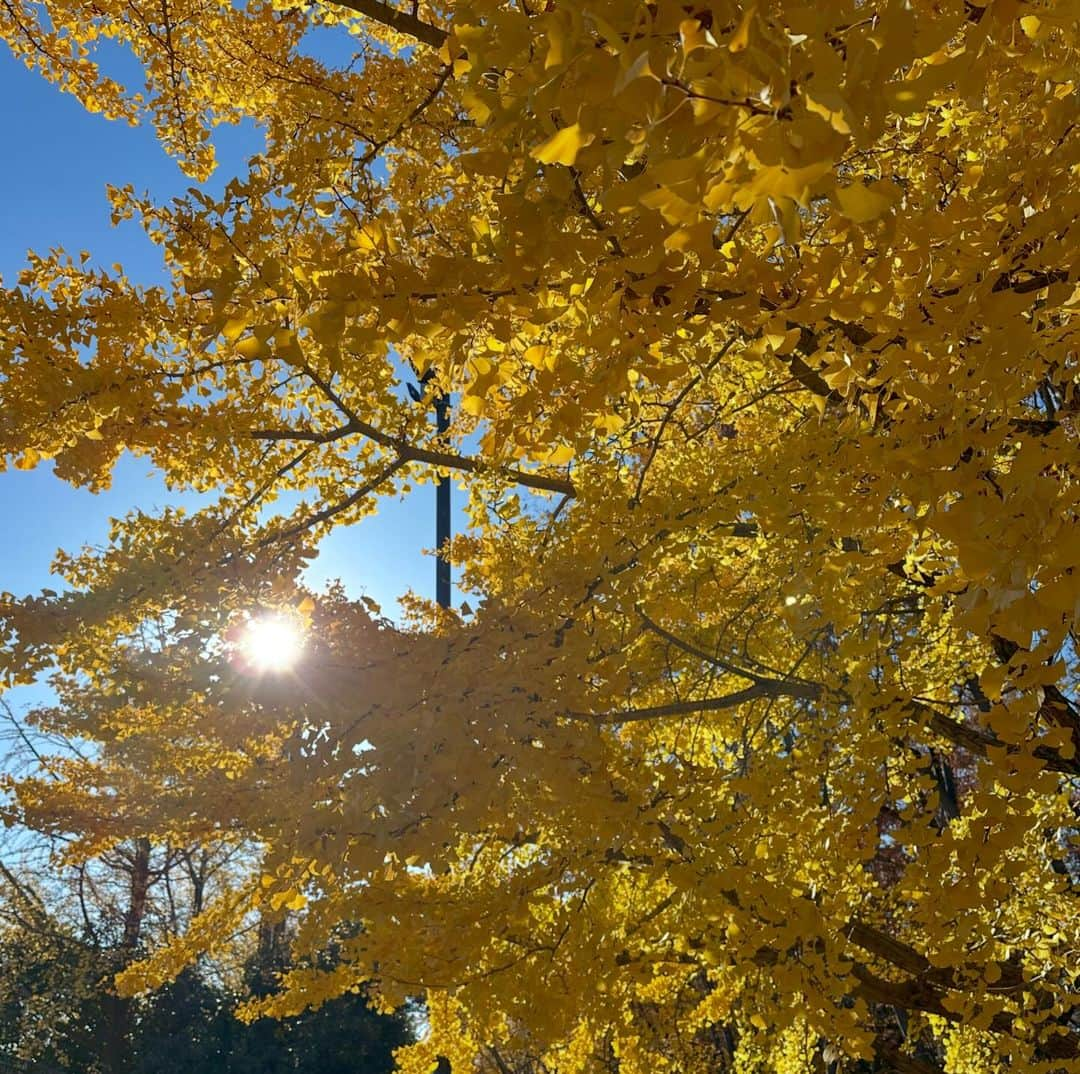 西谷綾子さんのインスタグラム写真 - (西谷綾子Instagram)「🍁🏃‍♀️ 伊勢ハーフから2日休足して 水曜日からゆっくりジョグ〜🏃‍♀️  @shokzjp クリスマスソング聴きながら 紅葉を楽しんだぁあ🍁  BaSRC月2回開催♡ 12月は21(木)🤶🎄 1月は18(木)と25(木) 目標に向かう過程にBaSRCを入れてくださり ありがとうございます！！ お気軽にご参加ください♡♡  さて、明日は⚽️ #天皇杯 決勝🏟️ #柏レイソル vs #川崎フロンターレ (朝はゆうすけ練20km❤️‍🔥)  勝利してみんなで喜び合いたい🥹🤝🏆  #PR #shokz #openfit #完全ワイヤレスイヤホン #music #sound #radiko #shokzアンバサダー」12月8日 20時02分 - ayako.nishitani