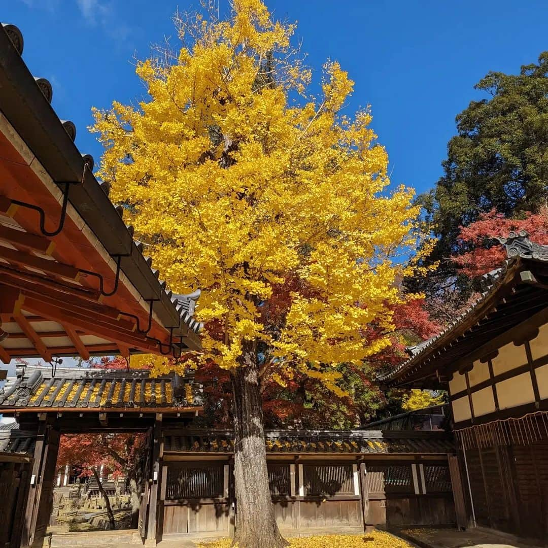 三宅裕子のインスタグラム：「⛩️⁡手向山八幡宮⁡⁡ ⁡⁡ ⁡奈良旅行の続き🦌⁡⁡ ⁡ ⁡八幡様は個人的に大好きな神様☺️⁡⁡ ⁡⁡⁡⁡ ⁡手向山八幡宮⁡⁡は ⁡東大寺建立の際に大分の宇佐八幡宮より⁡ ⁡東大寺の守護神として建立されたそう。⁡⁡ ⁡⁡ ⁡ ⁡菅原道真の腰掛け石も…😳🩷⁡⁡ ここに菅原公がお参りにきたんだ…って思うと⁡ ⁡感慨深かったです。⁡ ⁡⁡⁡ ⁡ 紅葉、イチョウが本当に美しすぎて⁡ ⁡ずっとみていたくなったよ。⁡⁡ ⁡ ⁡御神酒飴なんていう珍しいものもあったので思わず購入👌🏻´-⁡ ⁡⁡甘酒の味で美味しかった❣️⁡⁡ ⁡ ⁡ ⁡⁡⁡ またお参りしたいな🐰⁡⁡ ⁡ ⁡⁡ ○⁡Access○ ⁡⁡〒630-8211 奈良県奈良市雑司町434⁡ ⁡⁡ ⁡0742-23-4404 ⁡ ⁡⁡ ⁡⁡ ⁡ ⁡⁡ ⁡°・*:.。.☆⁡  #奈良旅行⁡ ⁡ #手向山⁡八幡宮⁡ ⁡ #菅原道真⁡ ⁡ #腰掛け石⁡ ⁡ #紅葉  #東大寺守護神⁡ ⁡ #パワースポット⁡ ⁡ #⁡⁡powerspot⁡ ⁡ #nara #shrine ⁡ ⁡ #japaneseculture ⁡ ⁡ #紅葉狩り⁡  #神社仏閣 ⁡ #神社好きな人と繋がりたい ⁡ ⁡⁡⁡ ⁡ ⁡」