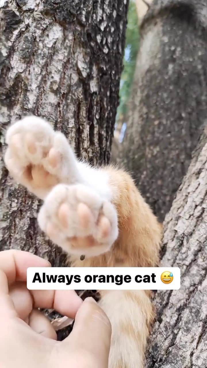 Cute Pets Dogs Catsのインスタグラム：「Always orange cat 😅  Credit: adorable @小黄豆成长记 | DY ** For all crediting issues and removals pls 𝐄𝐦𝐚𝐢𝐥 𝐮𝐬 ☺️  𝐍𝐨𝐭𝐞: we don’t own this video/pics, all rights go to their respective owners. If owner is not provided, tagged (meaning we couldn’t find who is the owner), 𝐩𝐥𝐬 𝐄𝐦𝐚𝐢𝐥 𝐮𝐬 with 𝐬𝐮𝐛𝐣𝐞𝐜𝐭 “𝐂𝐫𝐞𝐝𝐢𝐭 𝐈𝐬𝐬𝐮𝐞𝐬” and 𝐨𝐰𝐧𝐞𝐫 𝐰𝐢𝐥𝐥 𝐛𝐞 𝐭𝐚𝐠𝐠𝐞𝐝 𝐬𝐡𝐨𝐫𝐭𝐥𝐲 𝐚𝐟𝐭𝐞𝐫.  We have been building this community for over 6 years, but 𝐞𝐯𝐞𝐫𝐲 𝐫𝐞𝐩𝐨𝐫𝐭 𝐜𝐨𝐮𝐥𝐝 𝐠𝐞𝐭 𝐨𝐮𝐫 𝐩𝐚𝐠𝐞 𝐝𝐞𝐥𝐞𝐭𝐞𝐝, pls email us first. **」