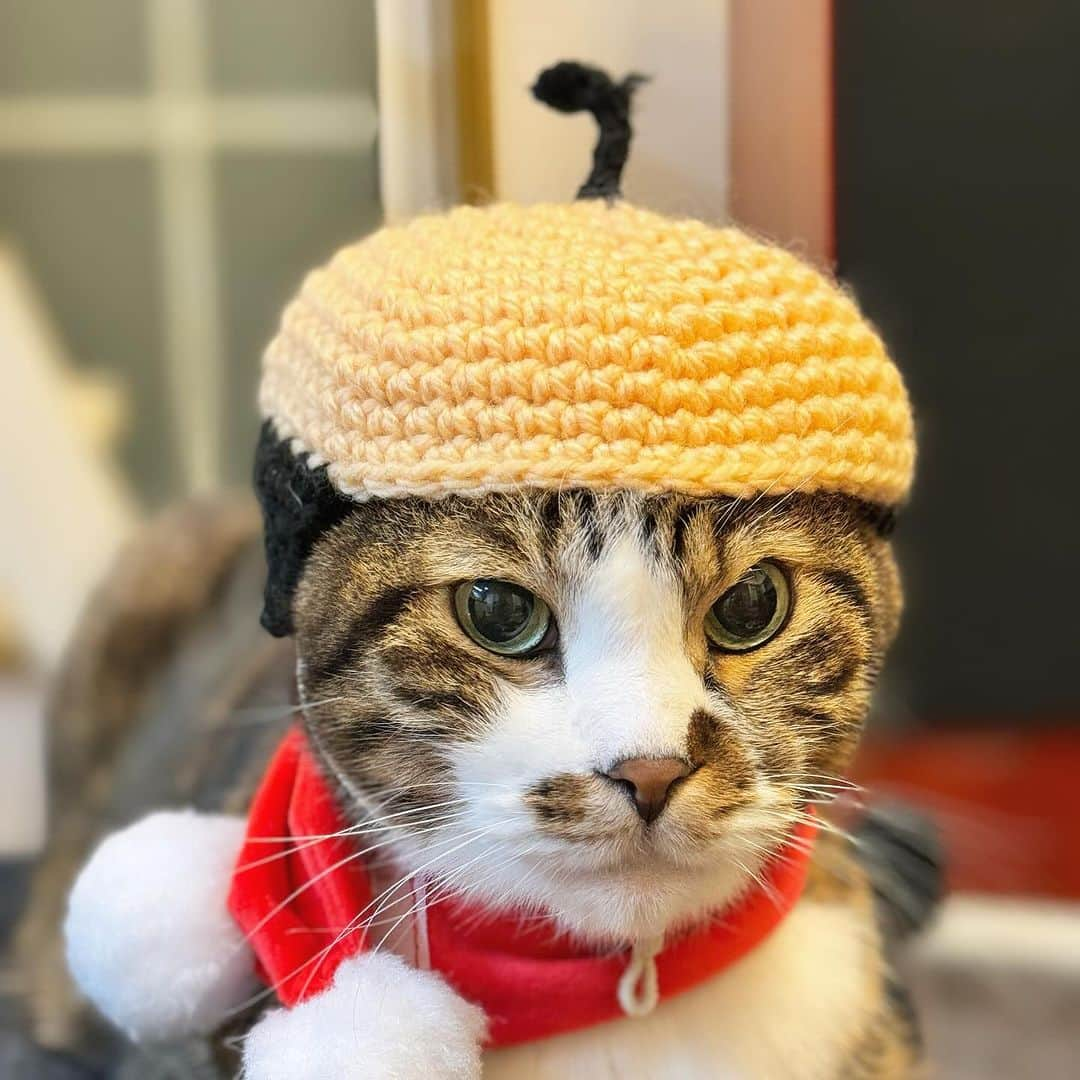 Nahoさんのインスタグラム写真 - (NahoInstagram)「こて「…地毛ニャ。」 This is natural hair.  #クリスマスバージョン #KOTETSU#catoftheday #instacat_meows  #ねこ部 #냥스타그램 #캣스타그램 #cat #猫 #ネコ #ねこ #고양이  #catlover #instacat #cutecat #catstagram #lovecat #CAT」12月9日 7時36分 - komakotakoyukotekoha