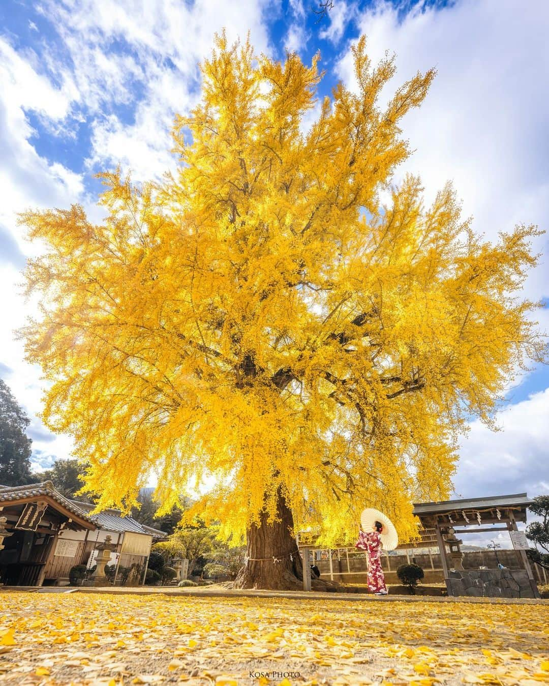 コサさんのインスタグラム写真 - (コサInstagram)「夜ばっかりだったので日中の丹生酒殿神社にもお邪魔してきました やはり日中は大人気スポットでした‼️ . Location:和歌山 Wakayama /Japan🇯🇵 Date:2023年12月 in frame: @chami_2nd Camera:Z9 / Z 14-24mm f2.8 . #みんすと紅葉祭 #nikoncreators #nikoncreators_2023moment #Japan_Daytime_View #japancityblues #jp_portrait_collection #ポトレファン倶楽部 #ポトレ撮影隊 #jp_mood #jp_portrait部 #丹生酒殿神社 #visitwakayama #invisible_cool_part #whim_member #raw_japan #deaf_b_j_ #m_v_shotz #japan_waphoto #japan_best_pic #じゃびふる #tokyocameraclub #art_of_japan_ #jgrv_member #team_jp_ #photo_jpn #sorakataphoto #LBJ_KING #mst_vip #nipponpic_member #special_spot_legend」12月9日 7時24分 - kosa_photo