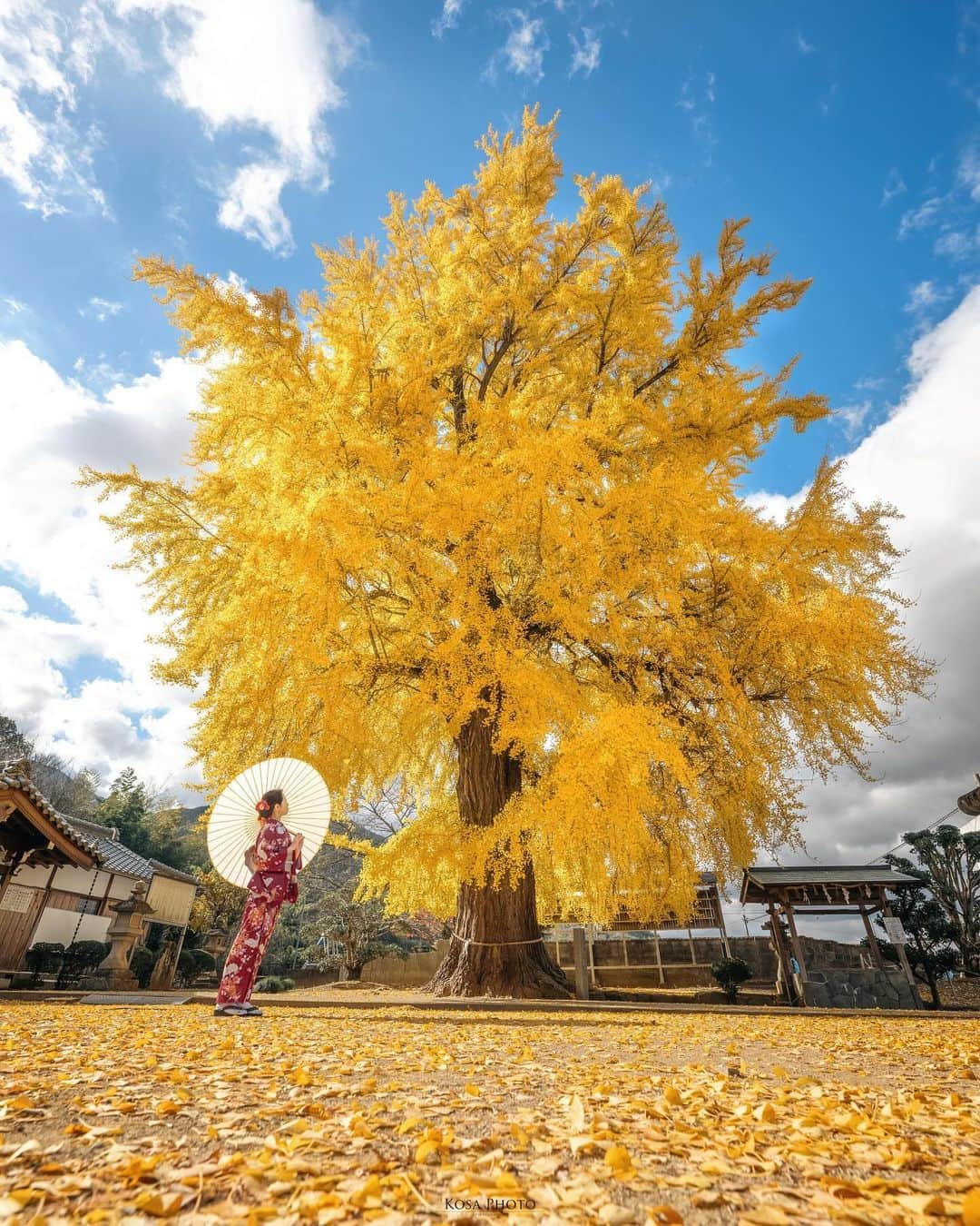 コサのインスタグラム：「夜ばっかりだったので日中の丹生酒殿神社にもお邪魔してきました やはり日中は大人気スポットでした‼️ . Location:和歌山 Wakayama /Japan🇯🇵 Date:2023年12月 in frame: @chami_2nd Camera:Z9 / Z 14-24mm f2.8 . #みんすと紅葉祭 #nikoncreators #nikoncreators_2023moment #Japan_Daytime_View #japancityblues #jp_portrait_collection #ポトレファン倶楽部 #ポトレ撮影隊 #jp_mood #jp_portrait部 #丹生酒殿神社 #visitwakayama #invisible_cool_part #whim_member #raw_japan #deaf_b_j_ #m_v_shotz #japan_waphoto #japan_best_pic #じゃびふる #tokyocameraclub #art_of_japan_ #jgrv_member #team_jp_ #photo_jpn #sorakataphoto #LBJ_KING #mst_vip #nipponpic_member #special_spot_legend」