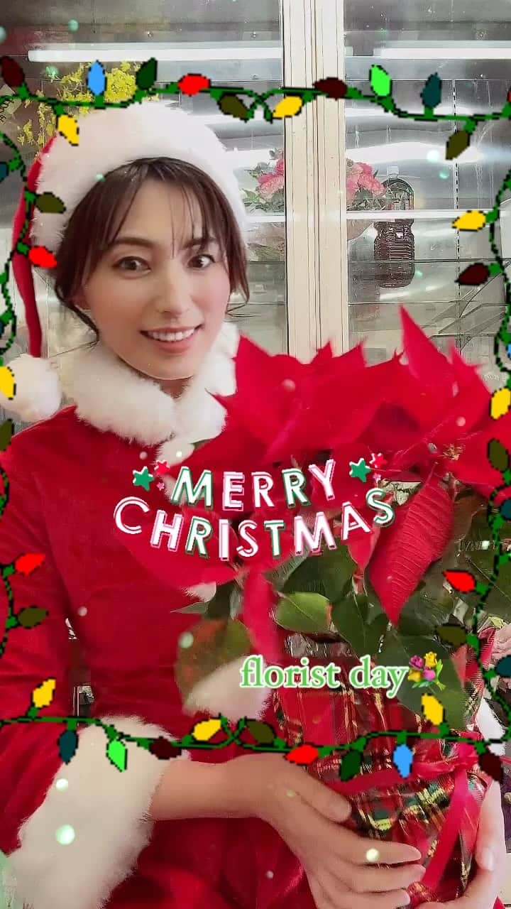 中山千桂子のインスタグラム：「クリスマスですね〜🎄🎁🧑‍🎄  フルールアベさんもクリスマスのディスプレイ✨ この時期は王道のポインセチアや色鮮やかなシクラメンなど 鉢植えがオススメですよん🤗💓  今日お店に来られたお客様からは 『何かイベントですか⁉️』と聞かれました🤣 ビックリさせてすみません💦  皆さま素敵なクリスマスを🎄🧑‍🎄✨  プレゼント欲しいなぁ〜🎁💐 サンタさんにお願いしよ〜💓  #クリスマス #メリークリスマス #サンタコス #サンタクロース #merrychristmas #サンタコスプレ #徳島花屋 #花屋さん #花屋さんへ行こう #暮らしに花を #ポインセチア #赤 #シクラメン #12月 #フルールアベ」