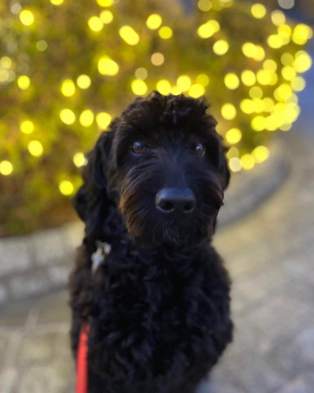 高嶋ちさ子のインスタグラム：「だんだんクリスマス🎄が近づいてきたけど、今日も暖かかったですね もうすぐまた子供達が帰国してきます。 本当に留学してるのかと言うぐらい、休みのたびにあってて、けど寮が閉まっちゃうから、仕方ないんです。大学生にでもなれば、自分で旅行行ったり出来るようになるけどね。 帰国しても、朝から晩までチェロやったり、勉強やらせたり、完全に監視下の元の生活なので、渡米する頃には嬉しそうに旅立ちます。 いつかママに感謝する日が来る事を祈ってます #円高ありがとう」
