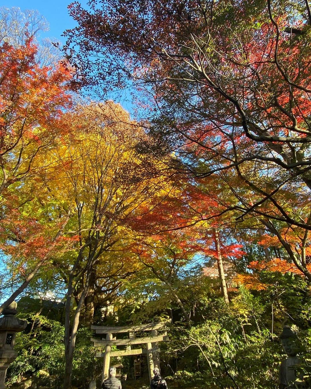 勝恵子さんのインスタグラム写真 - (勝恵子Instagram)「友人とお茶をしようと入ったものの、大混雑でお茶は諦めたわけだけど、紅葉が美しすぎて素敵な散歩になった件。 先週末、根津美術館にて。 都心とは思えない空間が広がってました。  #根津美術館 #紅葉 #見頃」12月8日 23時28分 - keiko.katsu