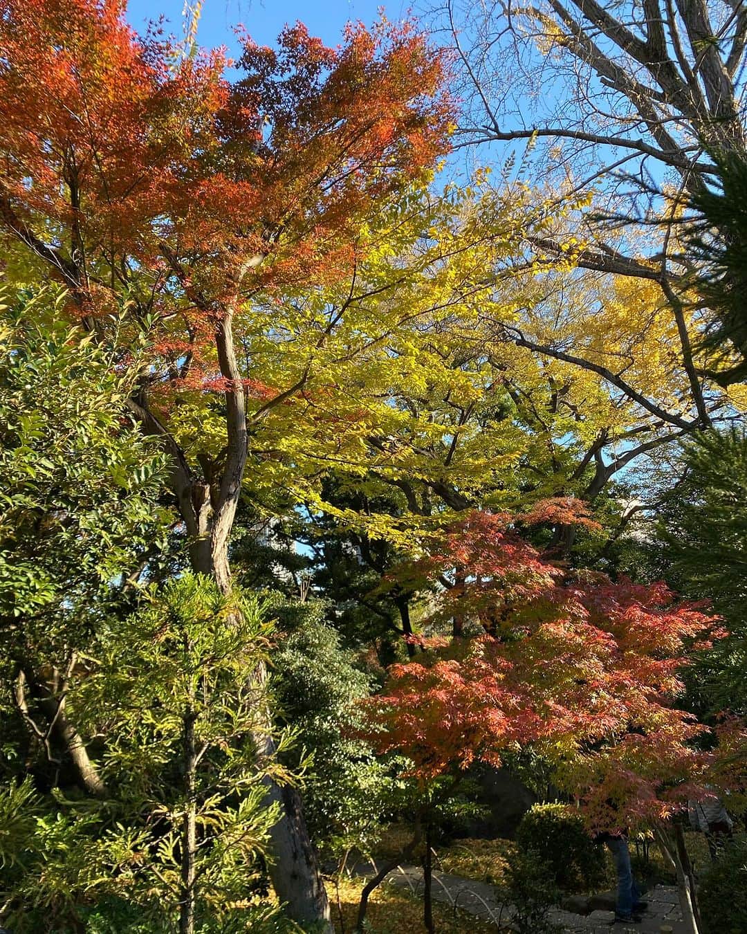 勝恵子さんのインスタグラム写真 - (勝恵子Instagram)「友人とお茶をしようと入ったものの、大混雑でお茶は諦めたわけだけど、紅葉が美しすぎて素敵な散歩になった件。 先週末、根津美術館にて。 都心とは思えない空間が広がってました。  #根津美術館 #紅葉 #見頃」12月8日 23時28分 - keiko.katsu