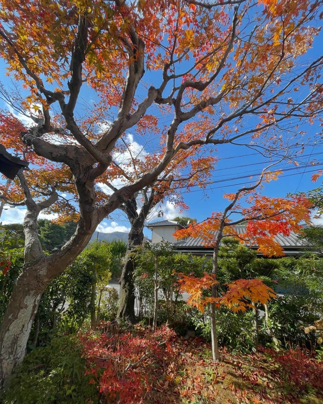 こばやしあきこさんのインスタグラム写真 - (こばやしあきこInstagram)「やっと色づいたと思ったら、もう師走。毎年秋が短くなってる気がします。そして、京都はもうほんまに人人人。。。紅葉はもう実家でお腹いっぱいになったし、人酔いしそうやから、紅葉狩りは家ですます笑。また来年ね〜。紅葉もええけど、私は秋といえば嵯峨菊が楽しみ。殿上人、とくに嵯峨天皇が好まれた嵯峨菊。我が家は嵯峨天皇につかえ、その後寺侍に。昔は奉行所で、お白洲もあったけど、使わないから小堀遠州さんに枯山水にしてもらったんだとか。大覚寺は、旧嵯峨御所。南北町時代の御所でした。あ、なんか日本史の授業みたいになってきた笑笑  嵯峨菊は、叔父が毎年育てていて、お裾分けしてくれる。今年も絵筆を立てたような可憐な花びらを色とりどりに揺らしていました。 そして、実家のの裏庭が、南天の園になりつつあることにきがつく。どんどん増えてる（笑）そこで、ちょうど新居の鬼門に南天を植えたかったので、手頃なサイズを見つけて持って帰ってきた。きっと、我が家を難から転じてくれるだろう^_^  嵯峨菊とは 「嵯峨菊には花色が白い「御所の雪」、ピンクの「御所の春」、黄色の「御所の秋」、朱色の「御所錦」の４種がある。花は３段の七五三仕立てが大きな特徴で、下から７輪、５輪、そして一番上に３輪が咲く。上段３輪が「天」、下段７輪が「地」、中断７輪が「人」を表し全体で「天地人」を表現しているそうだ。花弁はいずれも細長く線香花火が上向きになったように広がる。54弁で１弁の長さ約10ｃｍが理想とされているという。 　嵯峨菊は花の配置だけでなく葉の色にもこだわる。最上部の葉色は淡い緑、中央が緑、下部が黄、一番下が茶で、上から「春夏秋冬」を表す。背丈は1.8～2.0ｍと普通の野菊に比べるとかなり高い。これは殿上、つまり建物の内部から観賞するのにちょうどいい高さに仕立てられることによる。 　大覚寺は華道「嵯峨御流」の総司所（家元）としても知られる。寺のＨＰによると、これも嵯峨天皇が大沢池の菊ケ島に咲いていた野菊を手折って器に生け「後生、花を賞ずるもの、宜しく之をもって範とすべし」と述べたのが始まりという。大覚寺は毎年11月に「嵯峨菊展」を開いており、今年も30日まで開催中。寺内では宸殿や御影堂などを囲むように丹精込めて育てた嵯峨菊約700鉢が展示されている。  引用　 https://blog.goo.ne.jp/kenken1948/e/83d432f7e966f3c73406932e965c7ede」12月8日 23時35分 - kobayashi_akiko