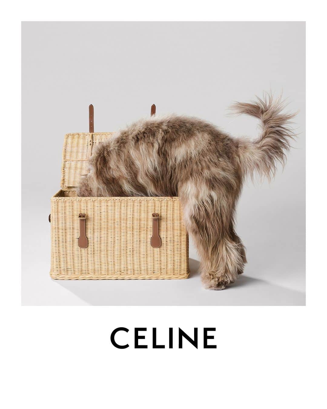 Celineのインスタグラム：「DOG ACCESSORIES COLLECTION  CELINE DOG TOYS BOX  COLLECTION AVAILABLE IN STORES AND ON CELINE.COM  ELVIS @HEDISLIMANE PHOTOGRAPHY MONACO NOVEMBER 2023  #CELINEBYHEDISLIMANE」