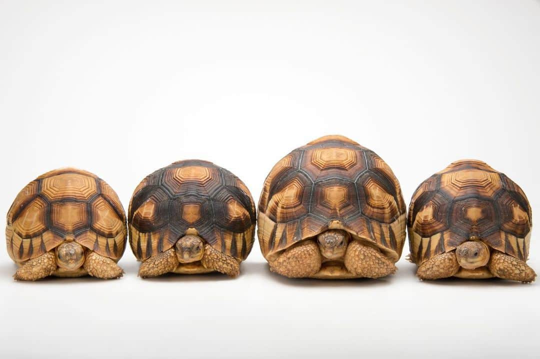 Joel Sartoreさんのインスタグラム写真 - (Joel SartoreInstagram)「These four individuals represent one of the world’s most endangered tortoise species - the ploughshare tortoise. Once widespread, these tortoises are now restricted to the Baly Bay National Park in northwestern Madagascar. The main cause of their decline? Habitat loss due to burning, and more recently, the illegal wildlife trade. Despite in-country conservation efforts, the ploughshare tortoise is now considered “functionally extinct”, with only a few individuals remaining in the wild. However, hope for the species remains through continued conservation efforts via captive breeding programs. Photo taken @zooatl.  This December, we’re counting down to the anniversary of the Endangered Species Act on December 28th. Each day, we’ll feature a different species protected by this act so you can learn more about their stories. #tortoise #ploughshare #animal #reptile #wildlife #photography #animalphotography #wildlifephotography #studioportrait #PhotoArk #HopeForSpecies @insidenatgeo」12月9日 0時17分 - joelsartore