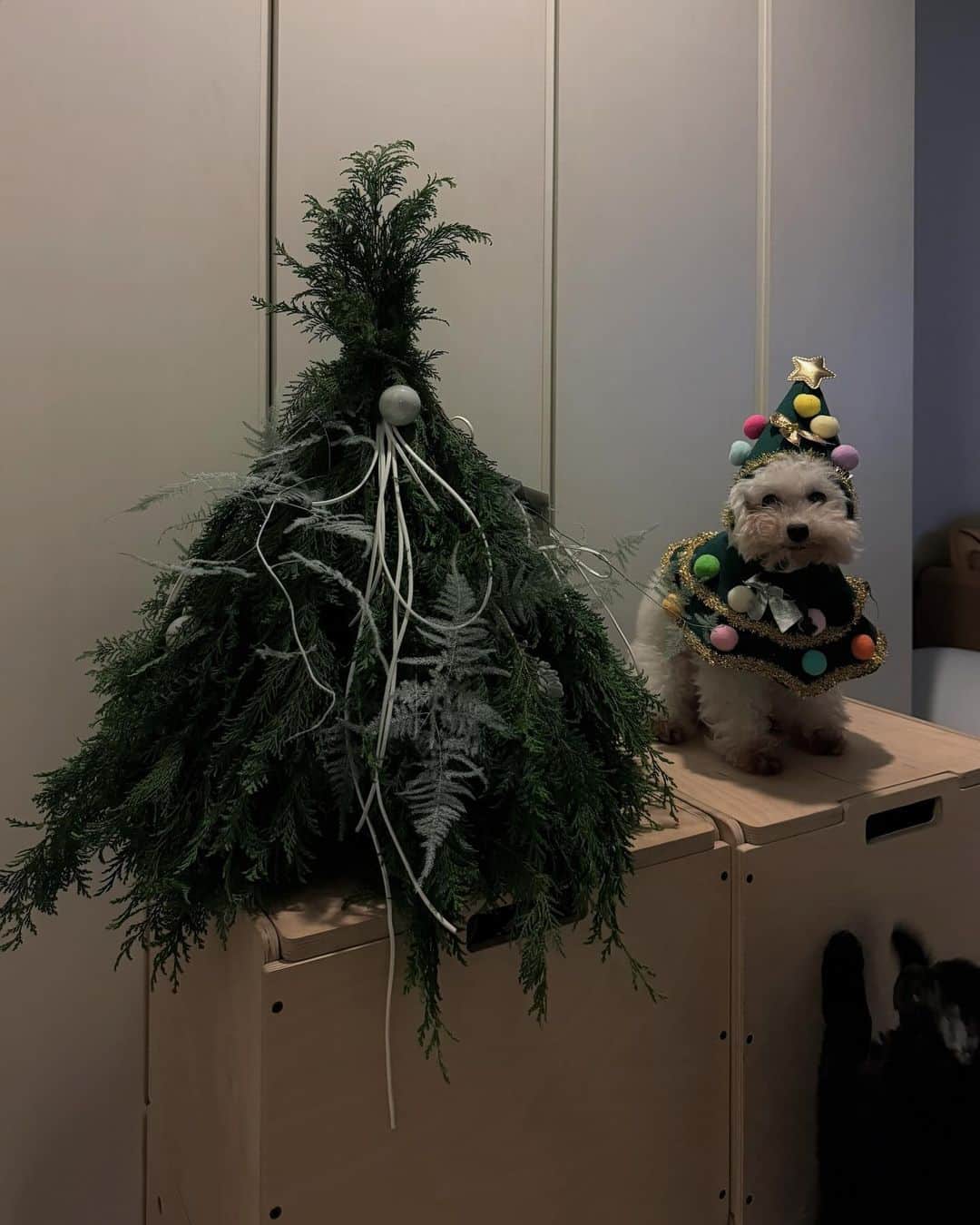 謝琦琦（Kiki）さんのインスタグラム写真 - (謝琦琦（Kiki）Instagram)「🎄 兩顆最可愛的聖誕樹」12月9日 1時15分 - kikihsieh