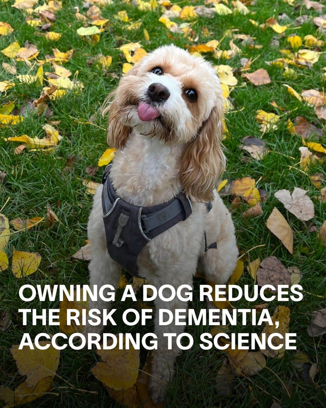 VICEのインスタグラム：「In yet another win for dogs, according to a new study, owning one could significantly reduce your likelihood of developing dementia. ⁠ ⁠ A study of over 11,000 individuals aged between 65 and 84 found that current dog owners have a 40 percent lower chance of suffering from disabling dementia compared to those who'd previously owned dogs or never owned them. ⁠ ⁠ The reasoning: regular dog walks mean more exercise and more opportunities for social interaction, which is considered to have a "suppressive effect" on the development of dementia. ⁠ ⁠ Unfortunately, the same study found that owning a cat makes almost no difference at all :(」